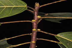 Ficus tsjakela